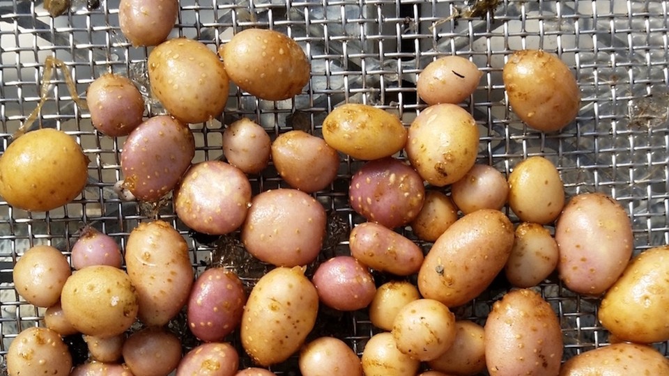 Small wild potatoes on a piece of mesh