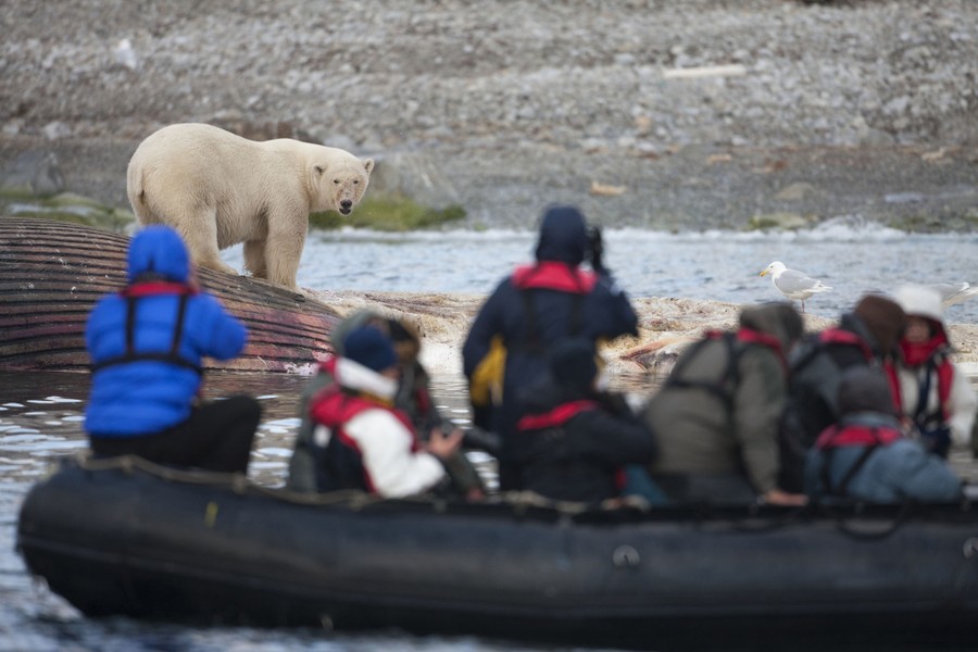 Tourists in an inflatable boat watch a polar bear feeding on a dead whale.