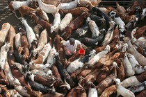 A livestock market in India