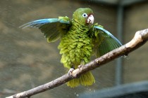 A Puerto Rican parrot fluffs out its feathers and wings.