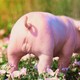 a pig in a field of pink flowers