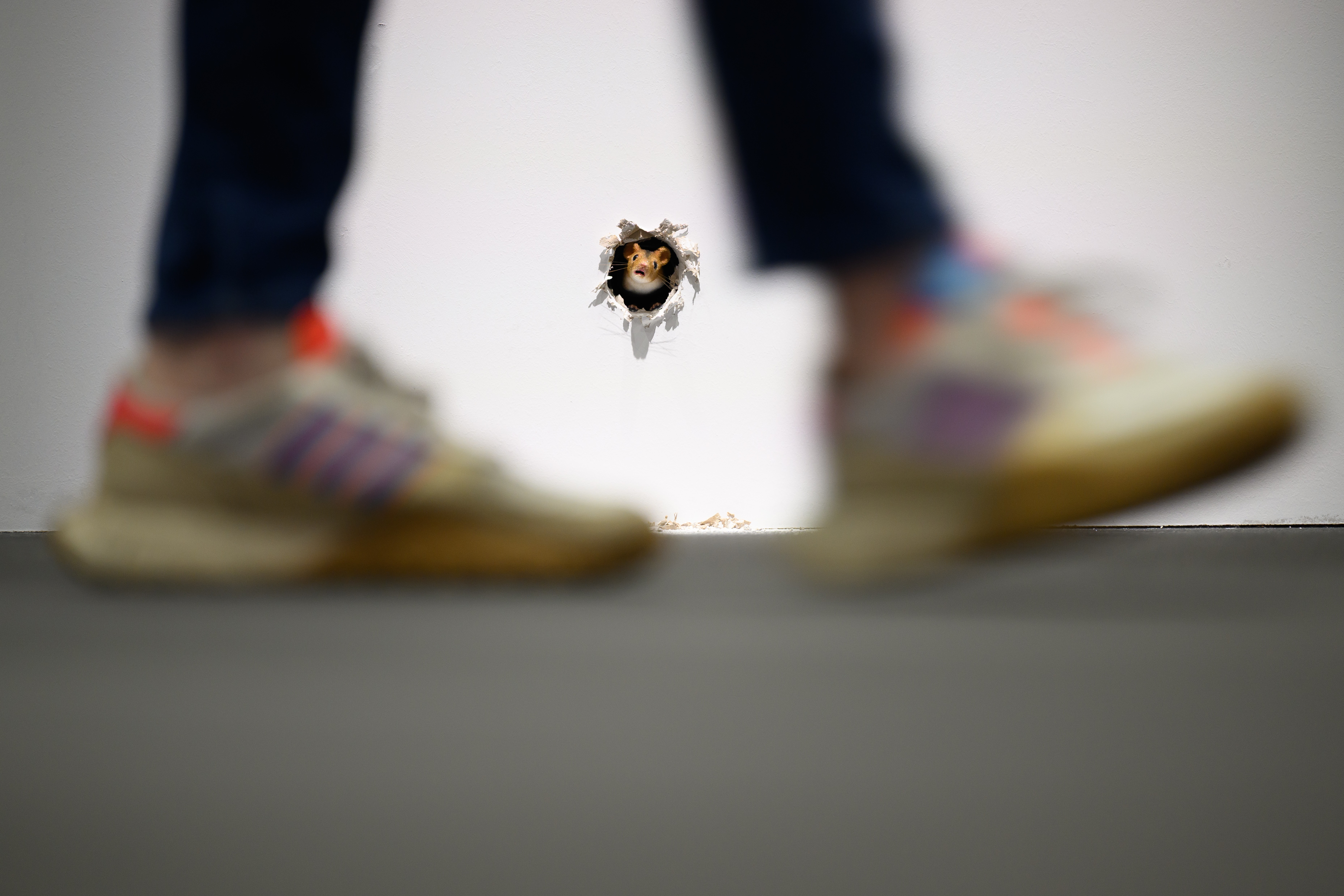 A visitor walks past artwork that looks like a stuffed mouse peeking out of a hole in a wall.