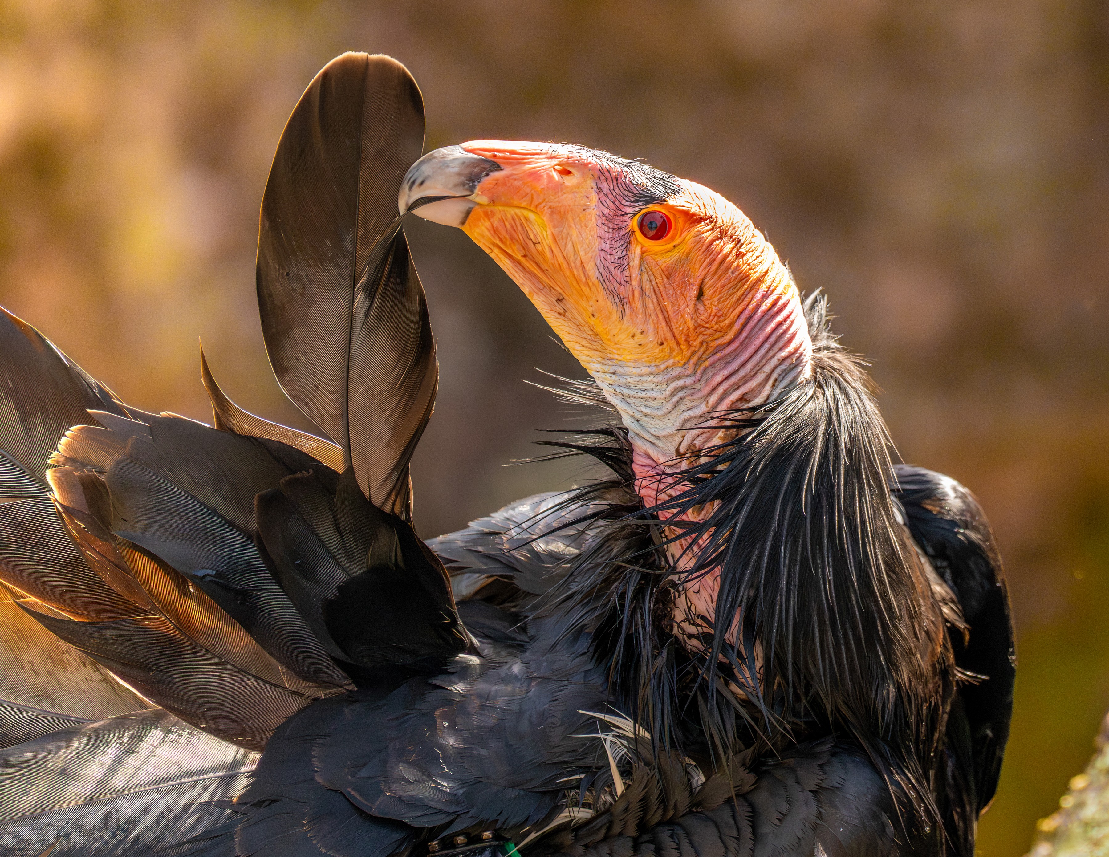A close view of a condor preening one of its feathers.