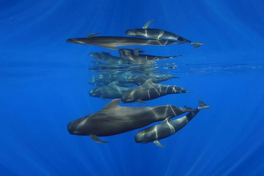 A small group of whales swims near the ocean's surface, seen underwater.
