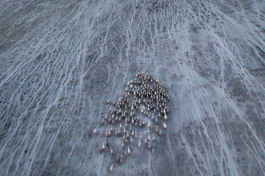 A herd of sheep walks through a flat, dry landscape.