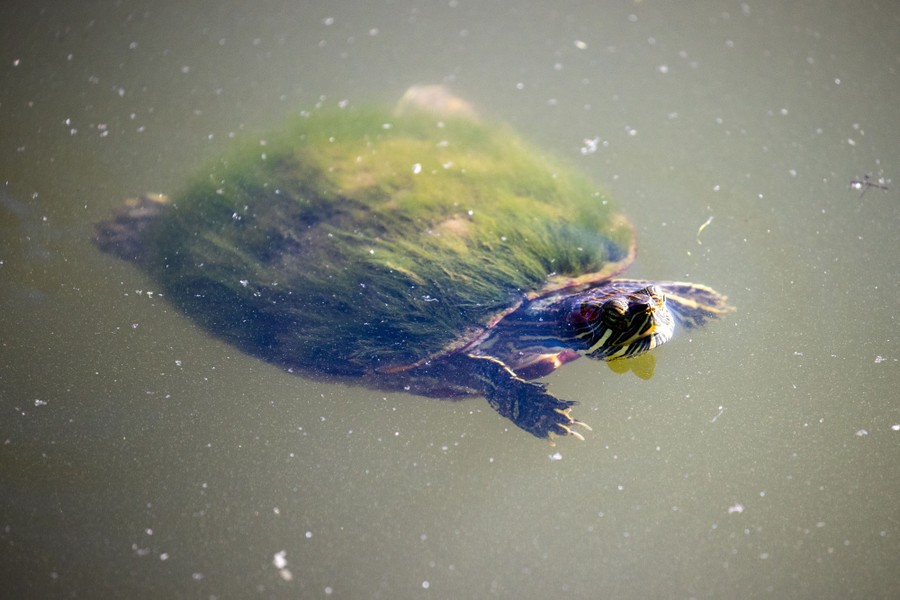 A turtle with aquatic plants growing on its shell swims in a pond.