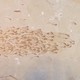 A fossilized school of fish