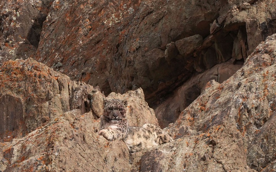 A snow leopard rests on a rocky hillside, barely visible, as its coloring matches the surroundings so well.