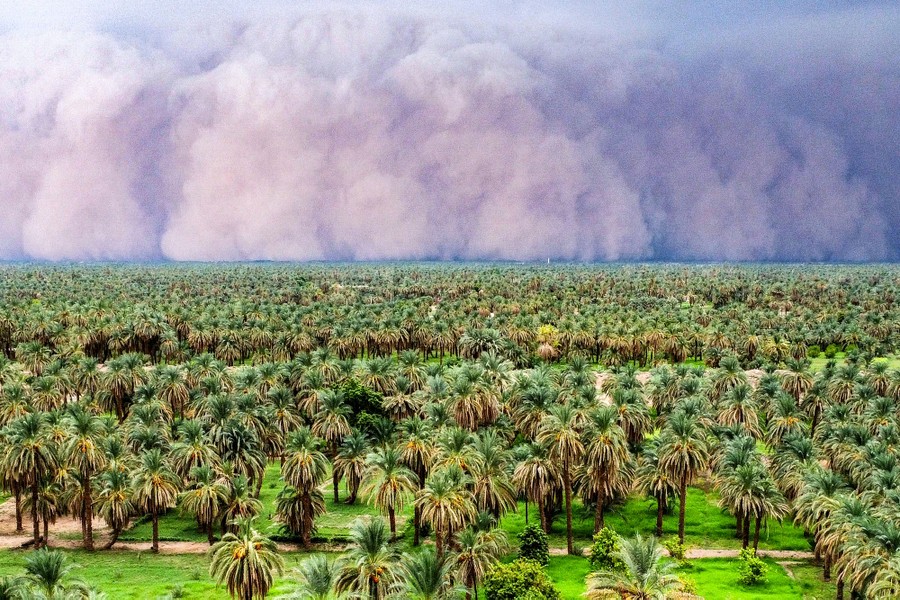 A huge cloud of dust advances across a plain covered in palm trees.