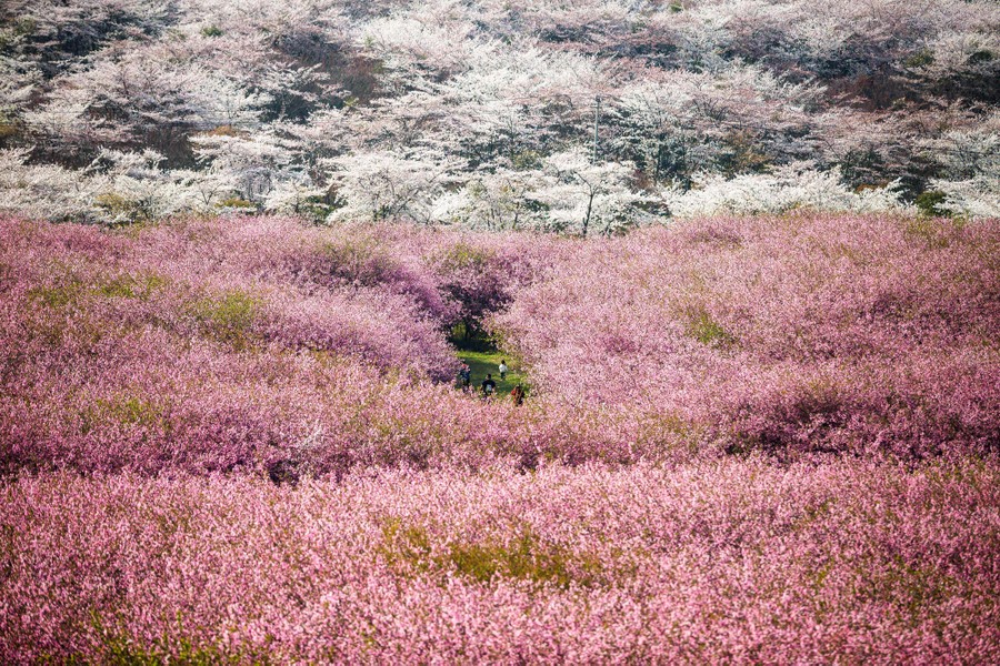 An aerial photo of people in an orchard of blossoming trees