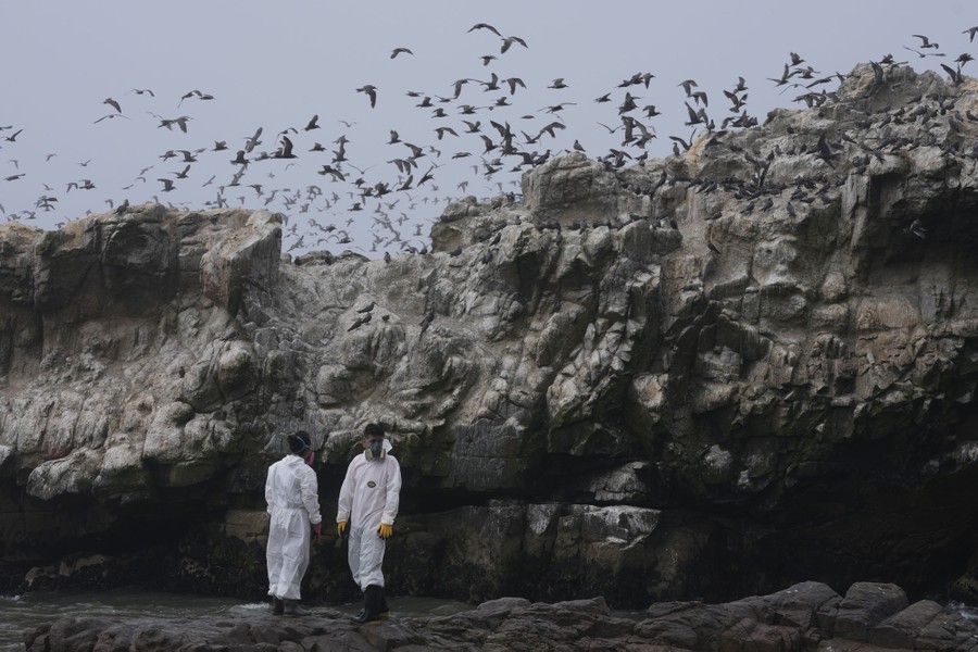 Two workers stand near a cliff as sea birds fly nearby.