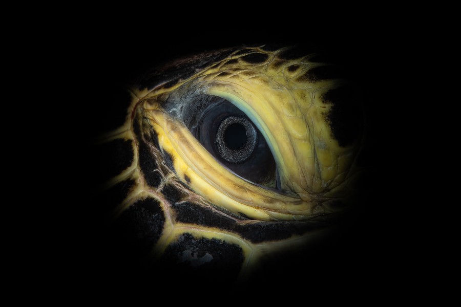 A close view of the eye of a turtle
