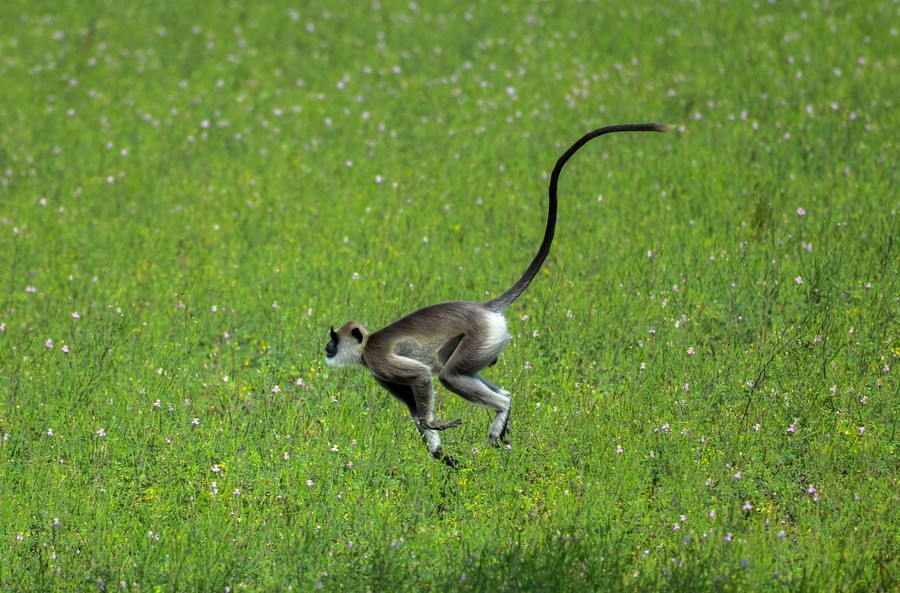 A long-tailed monkey leaps through a grassy field.