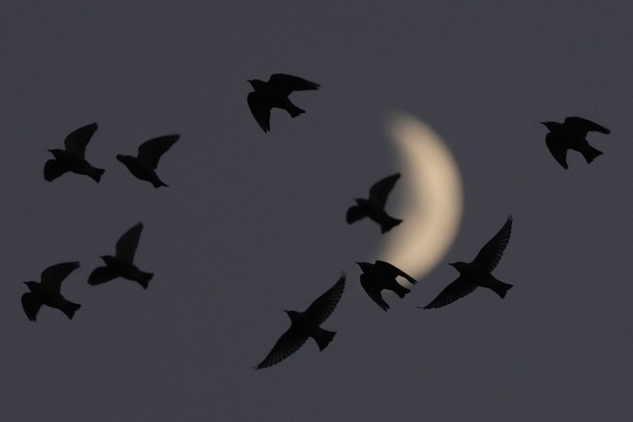 Ten starlings fly overhead, beneath a crescent moon.