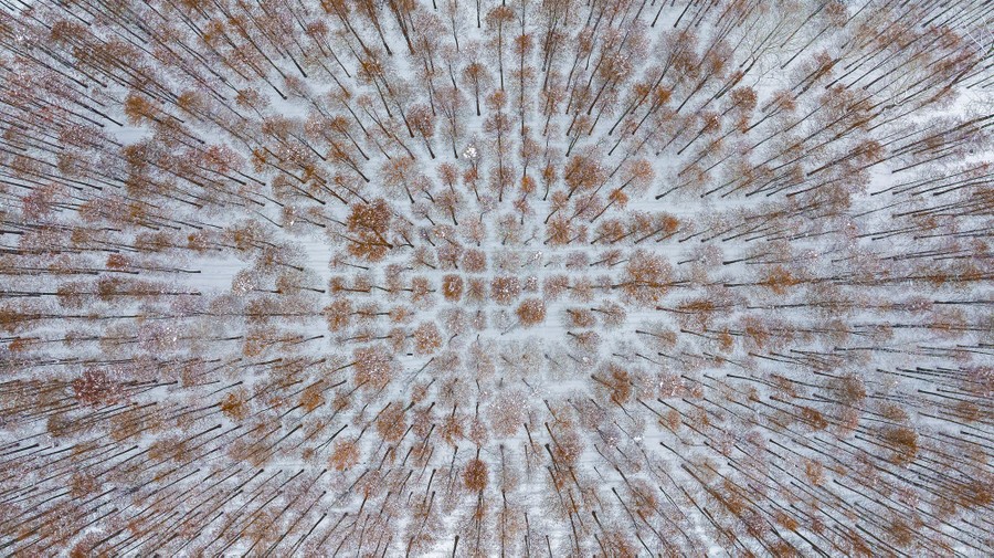 An aerial photo of evenly spaced trees in a snowy forest
