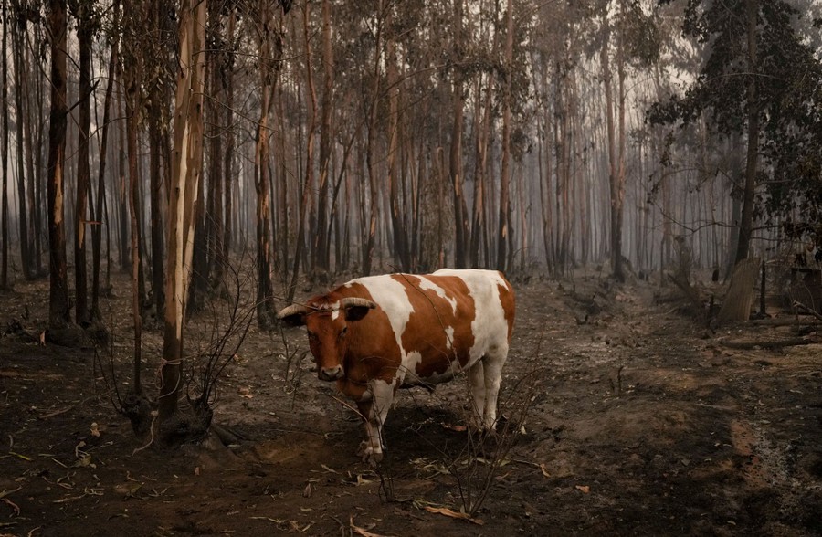 An ox stands in a burned out forest.