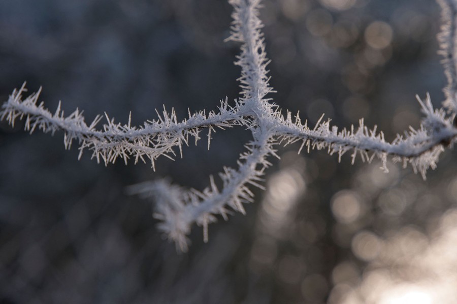 A frost-covered tree branch.