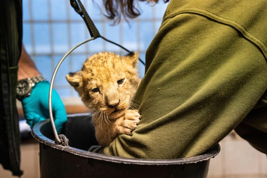 A veterinarian weighs a lion cub in a basket.