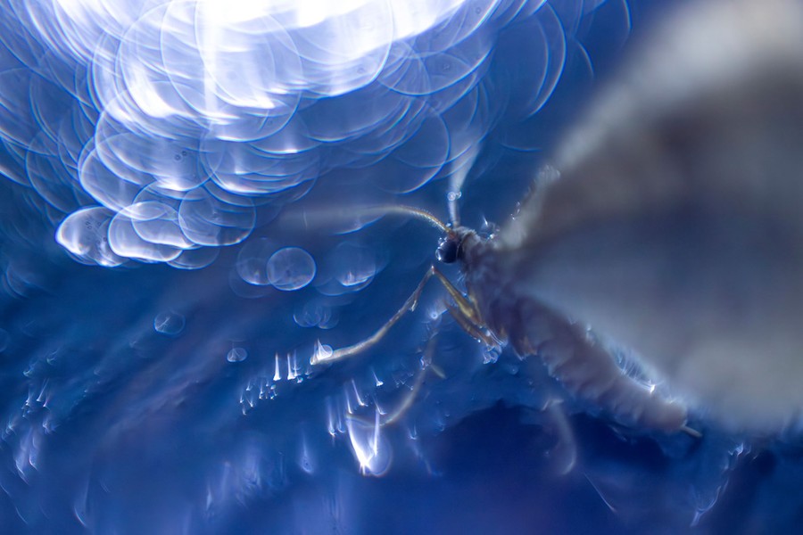 A close view of a moth, with many out-of-focus light reflections