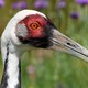 Walnut the white-naped crane