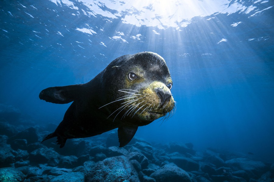 A sea lion is seen swimming underwater, toward the photographer.