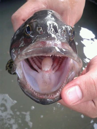 Cymothoa epimerica from grouper