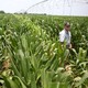 A farmer inspects his crop in Limpopo, South Africa.