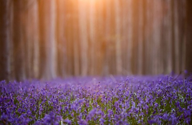 Bluebells in Belgium