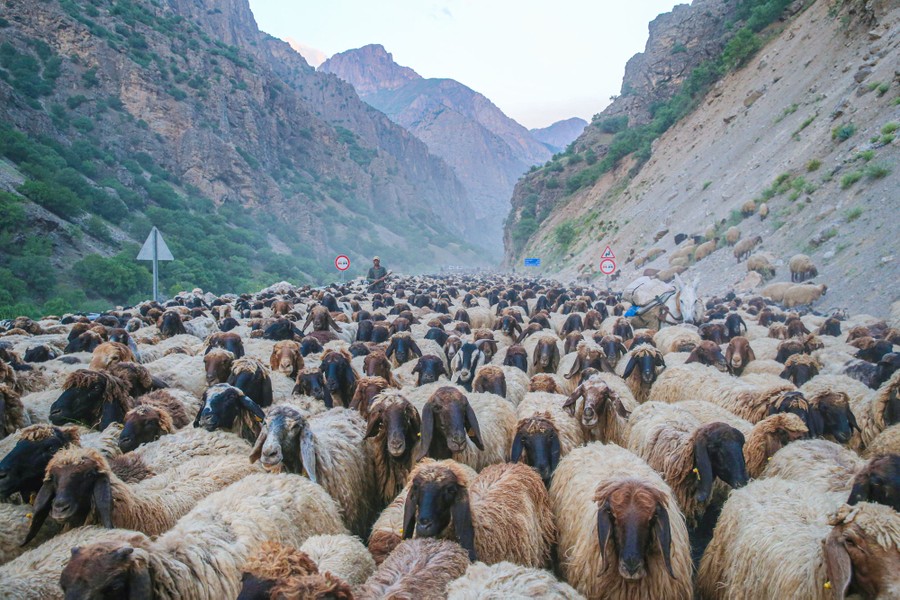 A shepherd guides a large herd of sheep on a road through a steep valley.