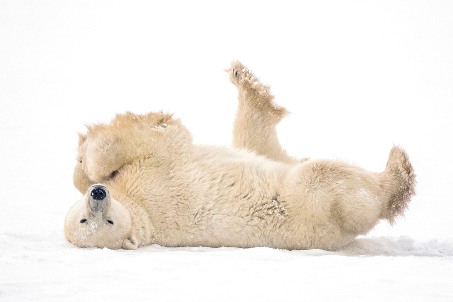A polar bear rolls in snow.