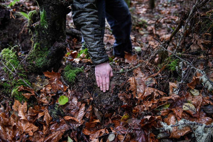 A person places their hand on the ground among moss, wet leaves, and mud, to show a paw print.