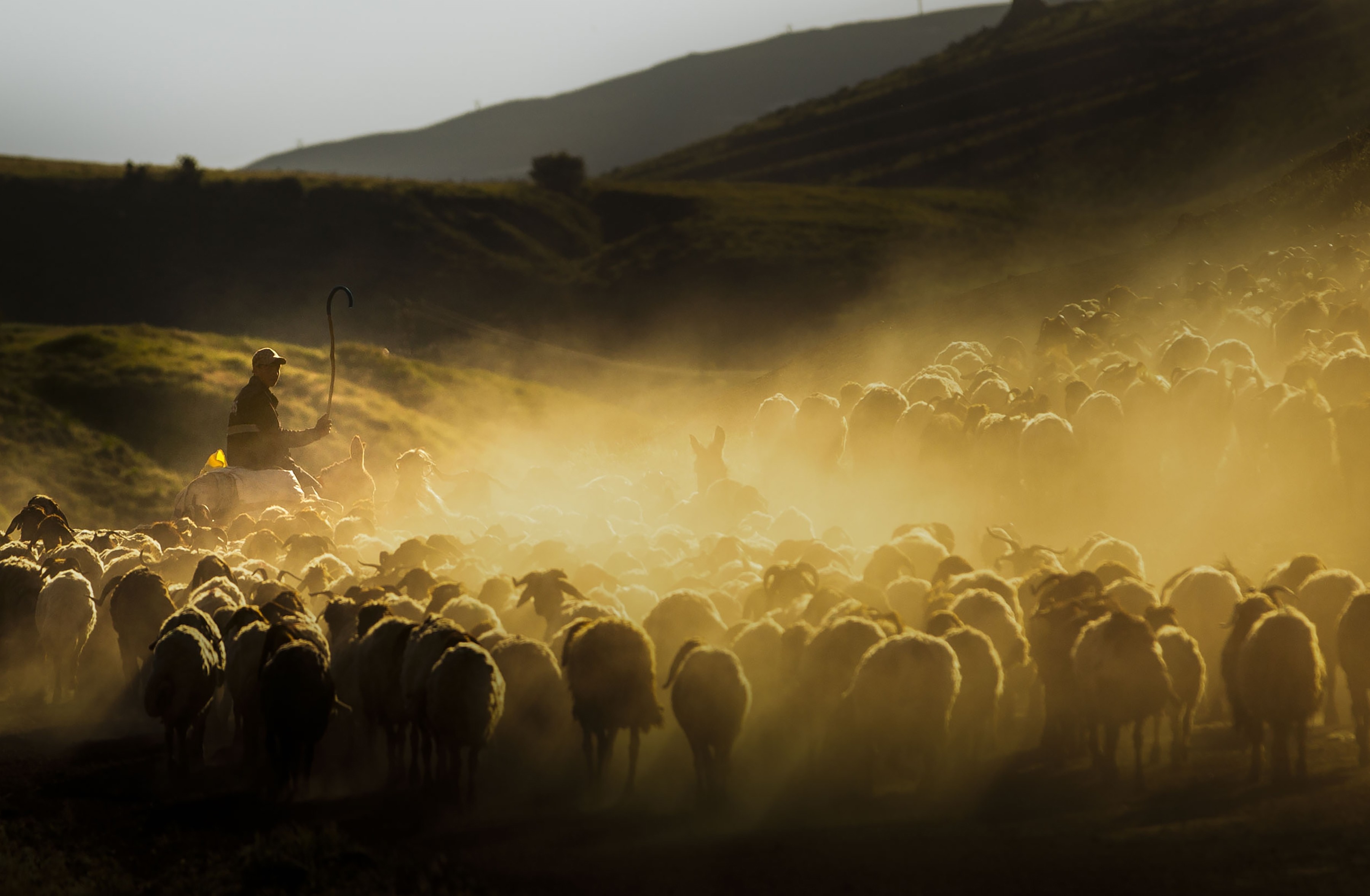 Sheep are driven on a dusty country road.