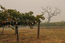 A vineyard in Sonoma, California