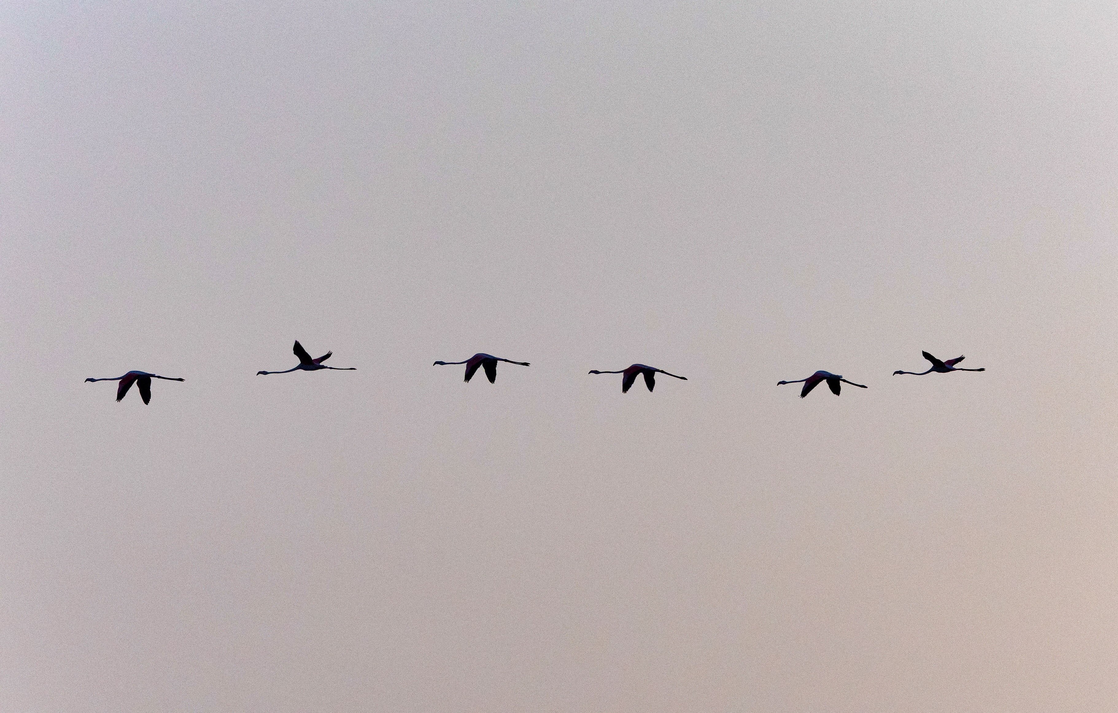 A line of six flamingos flies by.