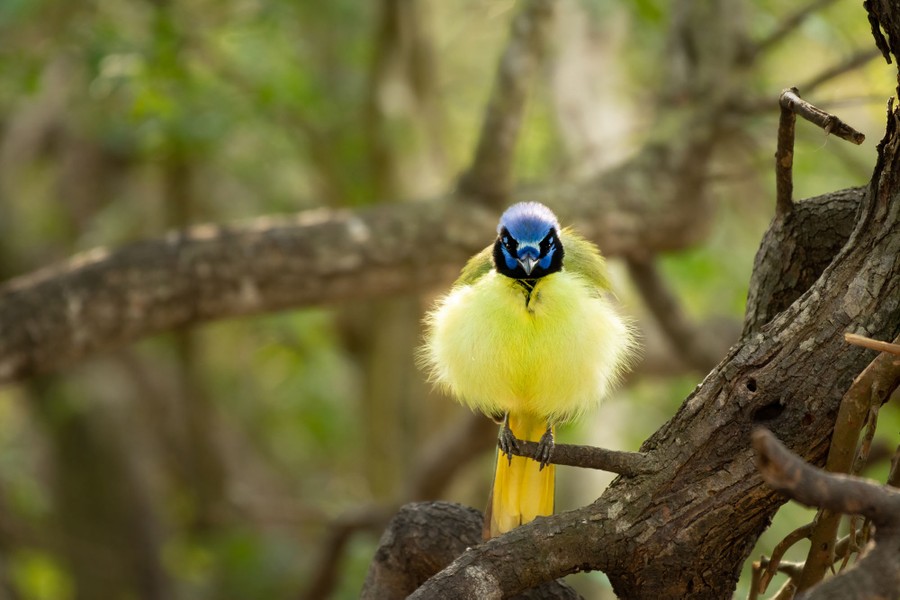 A small green jay perches on a branch.
