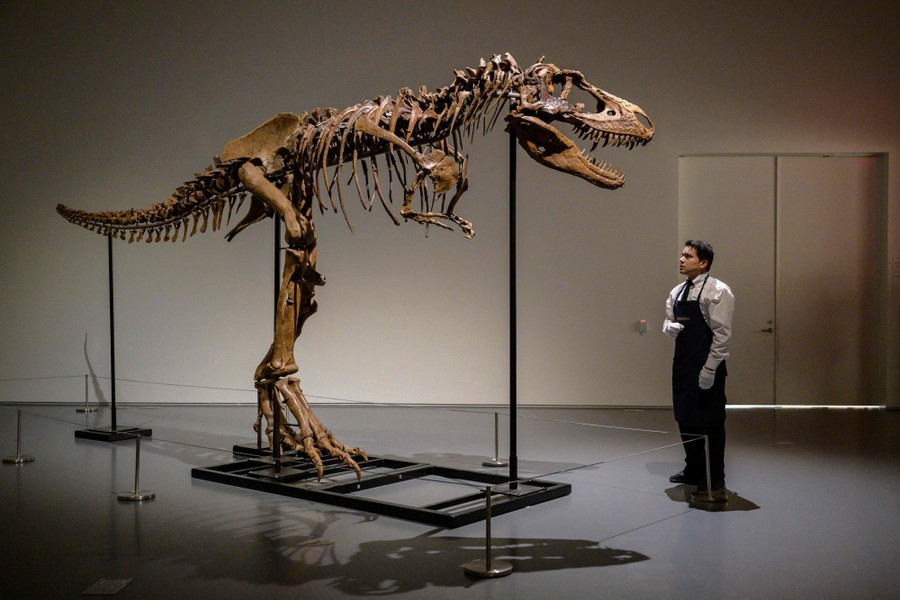 A person stands beside a tall fossilized skeleton of a two-legged dinosaur.