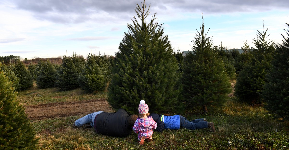 The ChristmasTree Shortage Could Last for Years The Atlantic