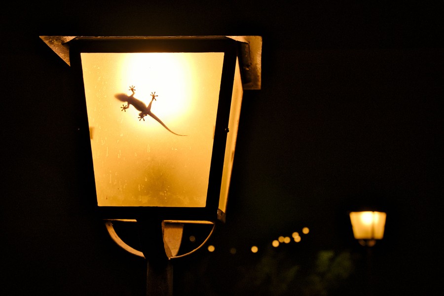 A gecko hunts for insects inside a street light at night.