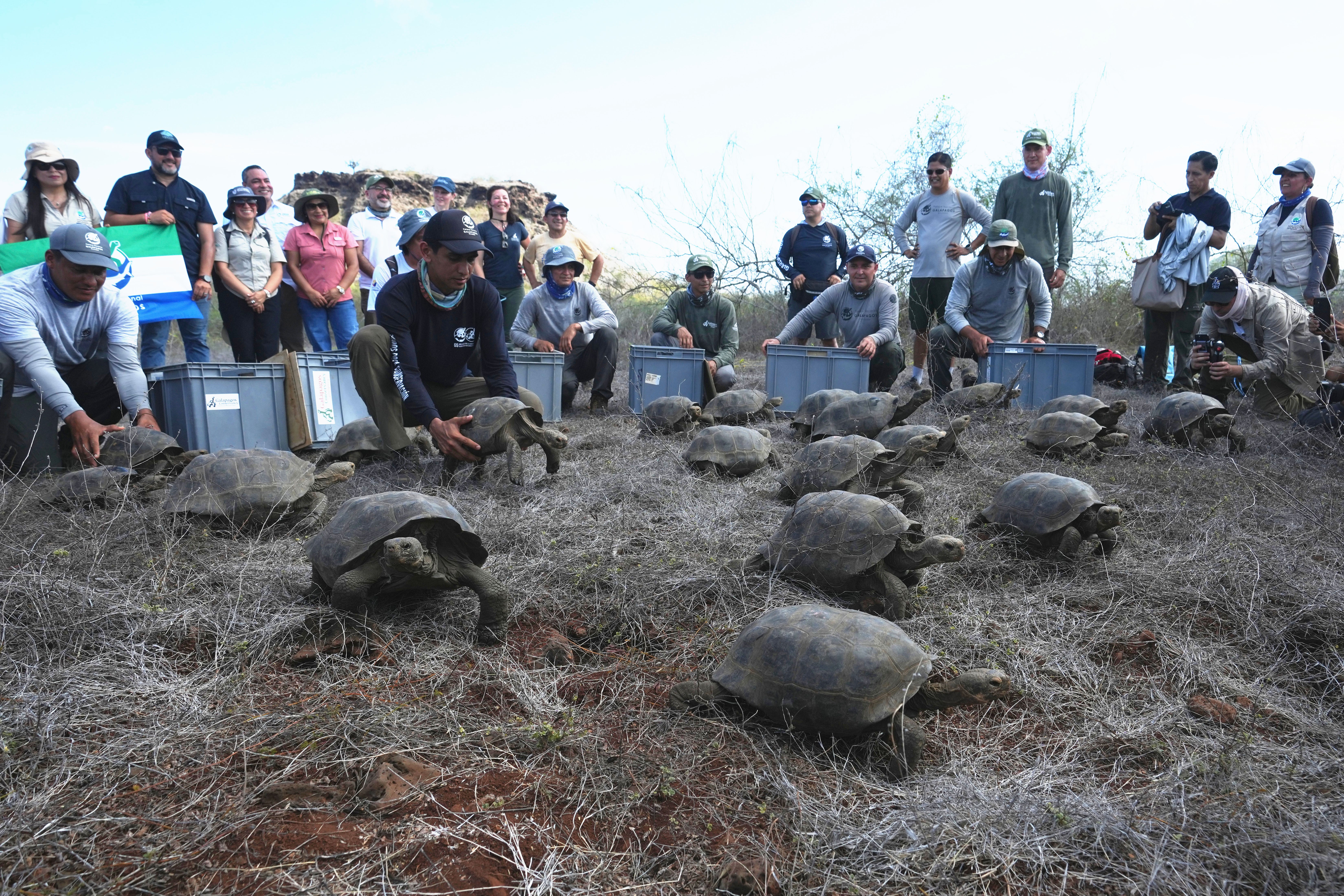 People watch as about 20 tortoises are released from crates.