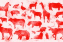 A hazy collage of different mammals silhouetted in red
