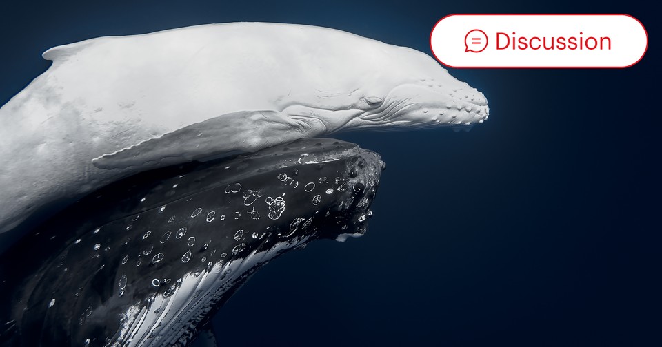 Winners of the 2026 World Nature Photography Awards - The Atlantic