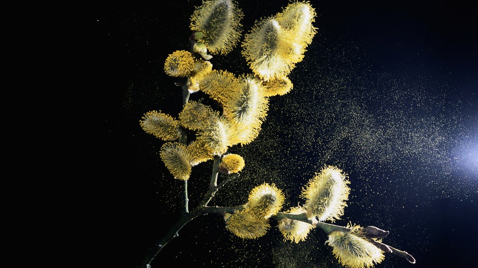 Catkins on a willow tree branch shed pollen into the air.