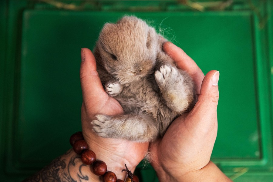 A tiny rabbit is held in two hands.
