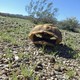 The remains of a desert tortoise near Joshua Tree National Park, in California's southern desert.