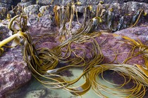 Kelp is draped on purple rocks in shallow water