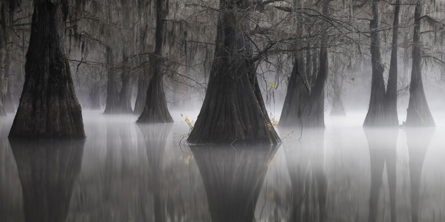 Bald cypress trees stand in still water surrounded by misty fog.