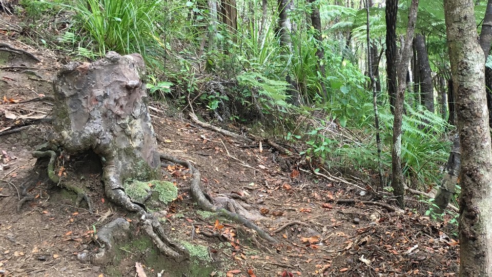 A living kauri stump