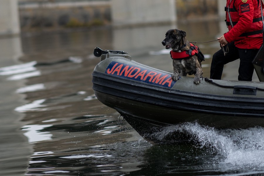 A search-and-rescue dog rides at the front of an inflatable boat during a training session.