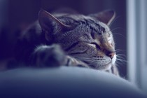 A napping tabby cat