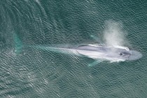 A blue whale migrates in the California Current, USA.